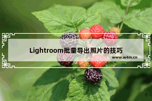 Lightroom批量导出照片的技巧