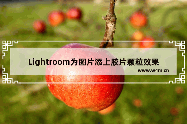 Lightroom为图片添上胶片颗粒效果的技巧