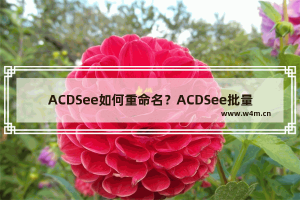 ACDSee如何重命名？ACDSee批量重命名的方法