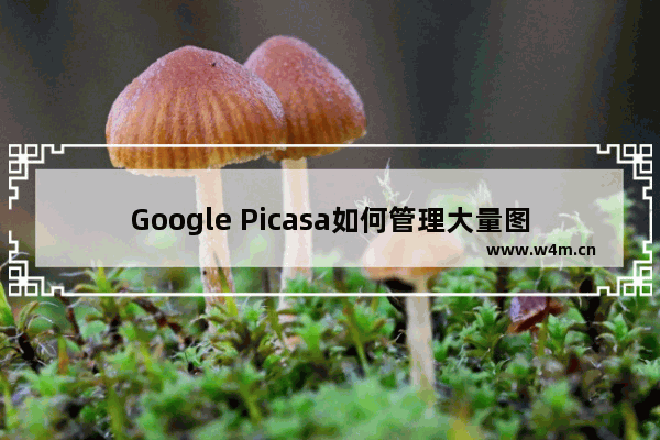 Google Picasa如何管理大量图片？