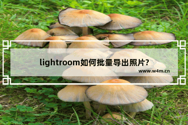 lightroom如何批量导出照片?