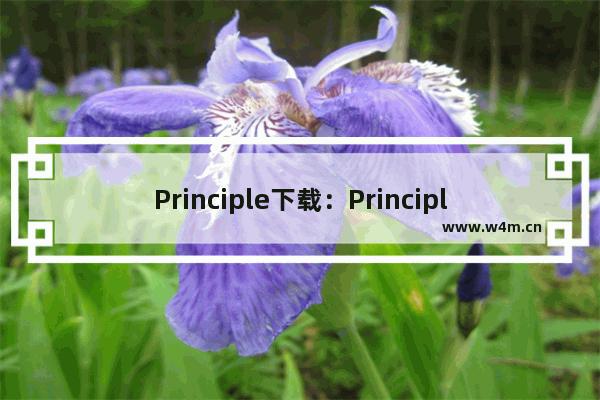 Principle下载：Principle实用技巧