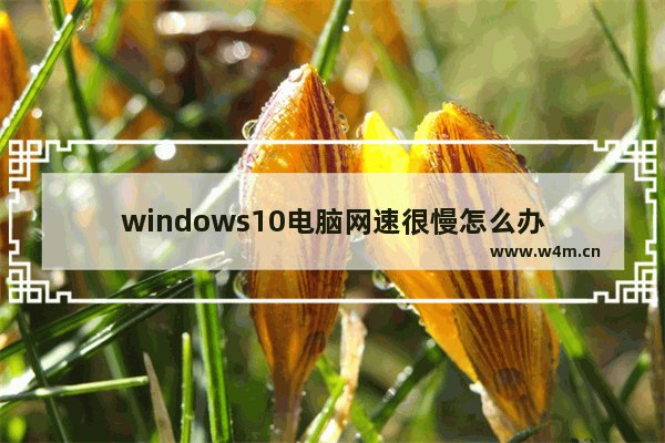 windows10电脑网速很慢怎么办