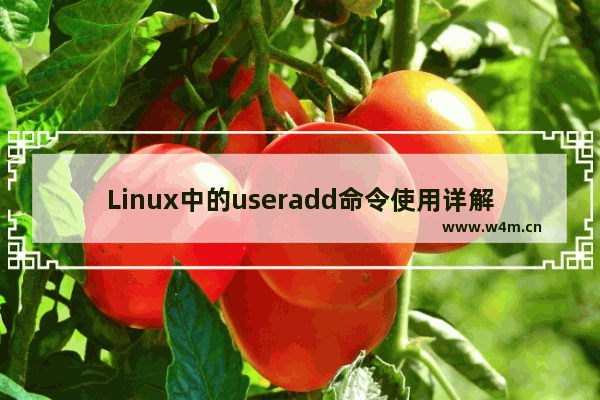 Linux中的useradd命令使用详解