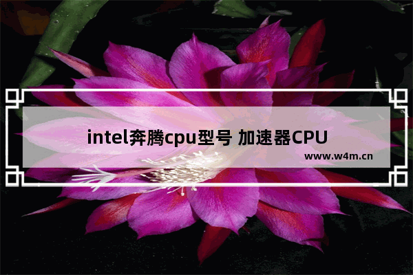 intel奔腾cpu型号 加速器CPU