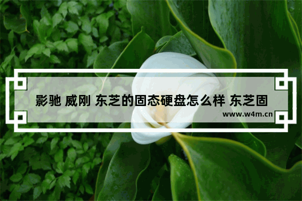 影驰 威刚 东芝的固态硬盘怎么样 东芝固态硬盘质量