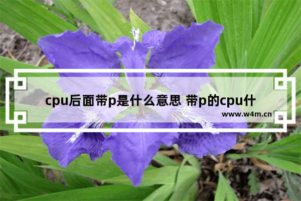 cpu后面带p是什么意思 带p的cpu什么区别