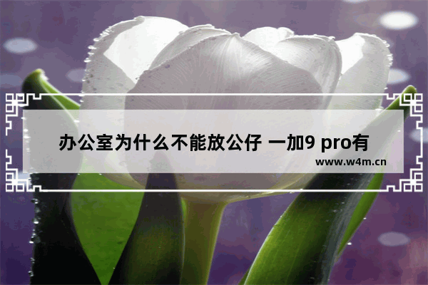 办公室为什么不能放公仔 一加9 pro有公仔吗