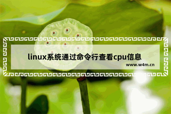 linux系统通过命令行查看cpu信息 linux查看cpu微码