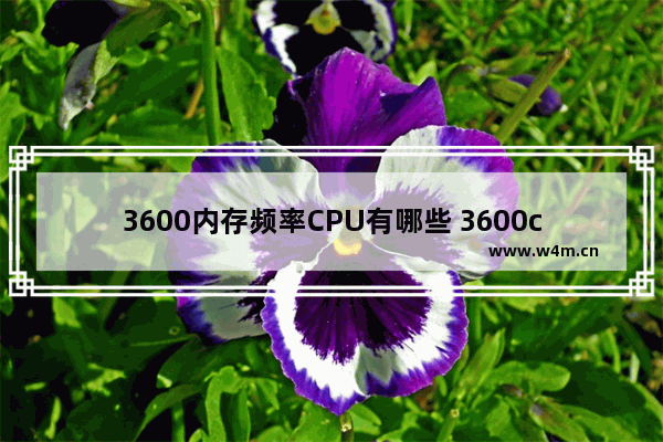 3600内存频率CPU有哪些 3600cpu