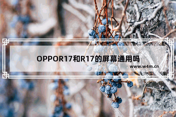 OPPOR17和R17的屏幕通用吗