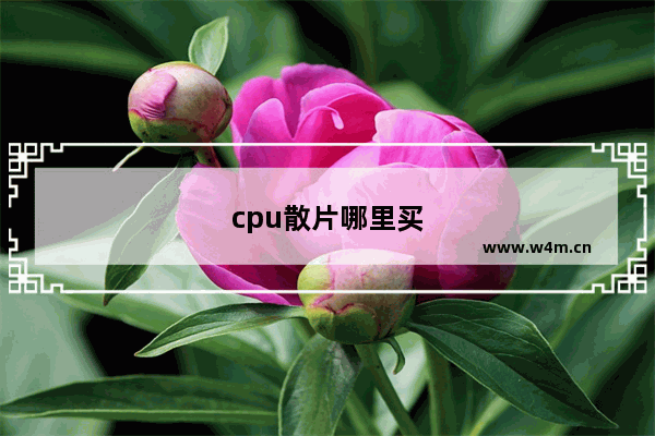 cpu散片哪里买