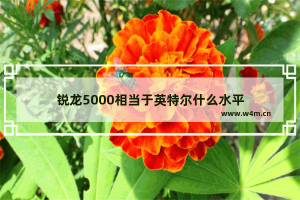 锐龙5000相当于英特尔什么水平