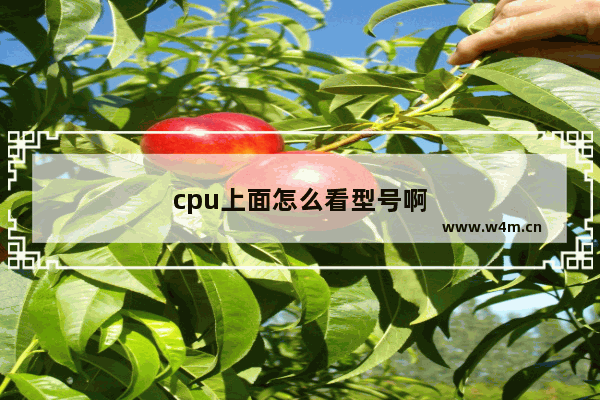 cpu上面怎么看型号啊