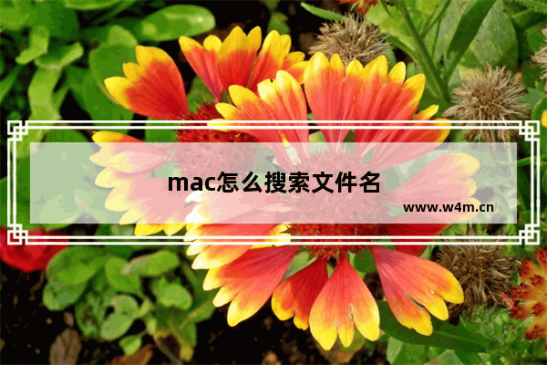 mac怎么搜索文件名