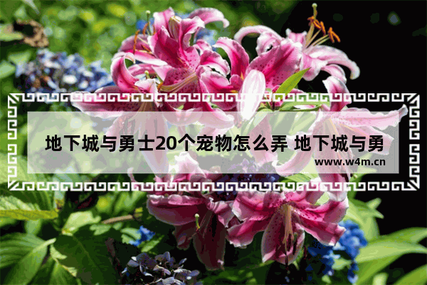 地下城与勇士20个宠物怎么弄 地下城与勇士精20