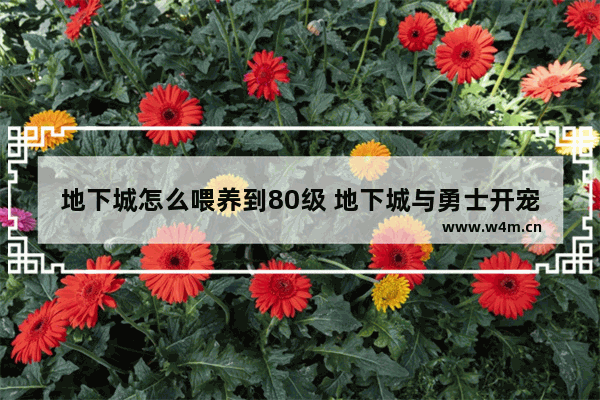 地下城怎么喂养到80级 地下城与勇士开宠技巧