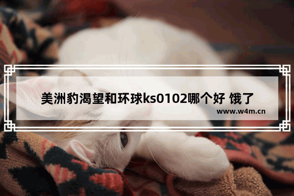 美洲豹渴望和环球ks0102哪个好 饿了么蜂值有什么用