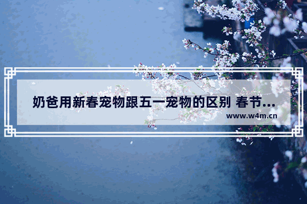 奶爸用新春宠物跟五一宠物的区别 春节宠物装备礼盒叫什么