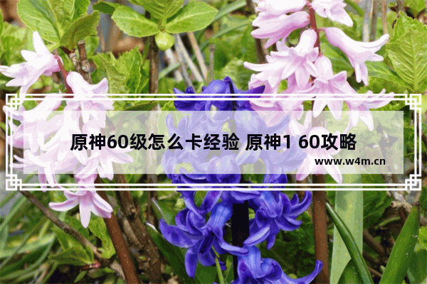 原神60级怎么卡经验 原神1 60攻略