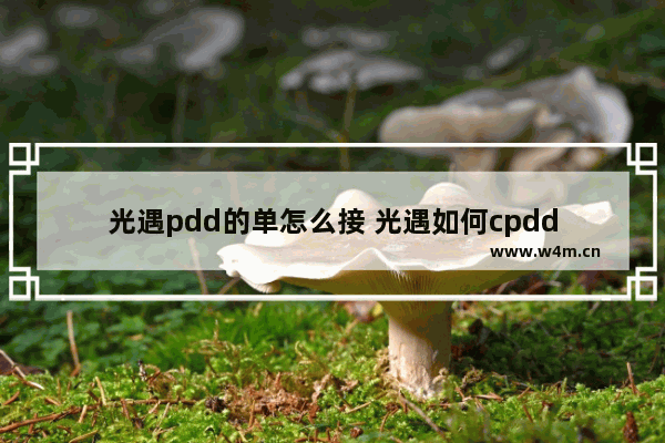 光遇pdd的单怎么接 光遇如何cpdd