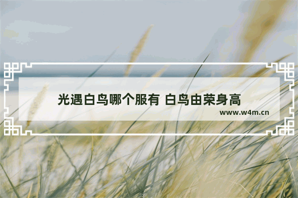 光遇白鸟哪个服有 白鸟由荣身高