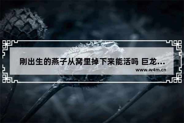 刚出生的燕子从窝里掉下来能活吗 巨龙和勇士具体内容