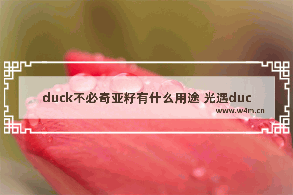 duck不必奇亚籽有什么用途 光遇duck挂