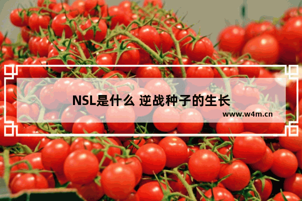 NSL是什么 逆战种子的生长