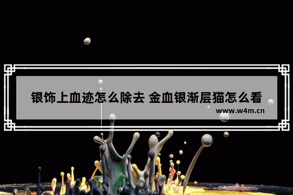 银饰上血迹怎么除去 金血银渐层猫怎么看