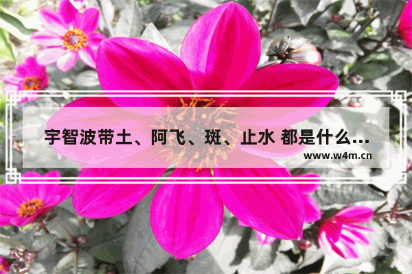 宇智波带土、阿飞、斑、止水 都是什么关系 到底谁和谁是同一人 北杀是什么电影