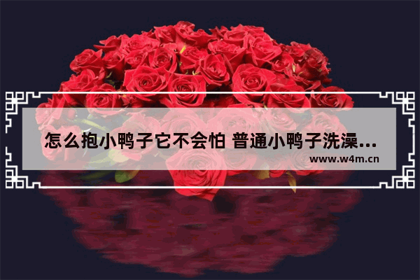 怎么抱小鸭子它不会怕 普通小鸭子洗澡正确方法