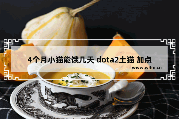 4个月小猫能饿几天 dota2土猫 加点