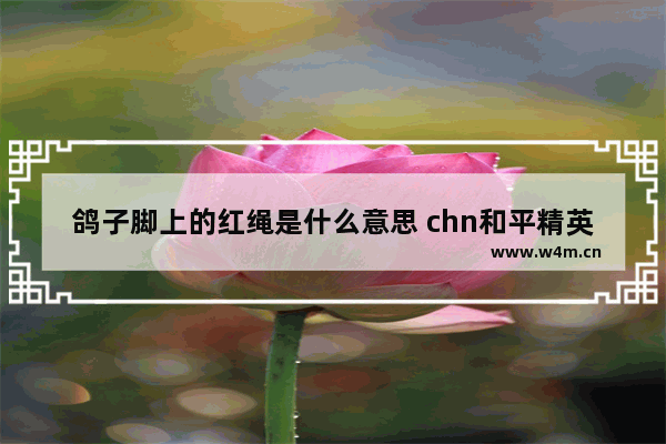 鸽子脚上的红绳是什么意思 chn和平精英影