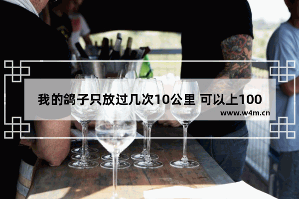 我的鸽子只放过几次10公里 可以上100公里吗 有8个月大了 王者荣耀100距离