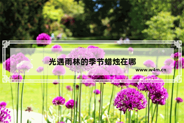 光遇雨林的季节蜡烛在哪